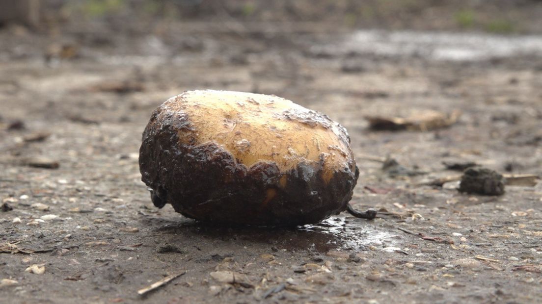 De aardappels komen verrot uit de grond