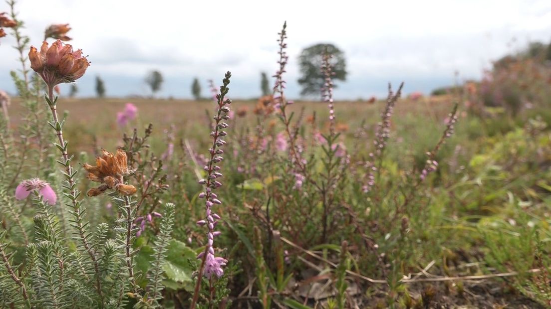 Het Dwingelderveld - nu in bloei - is een van de gebieden waar geld voor beschikbaar is.