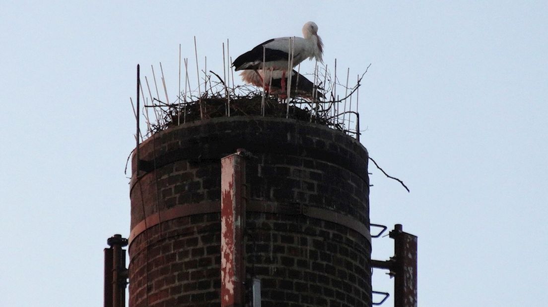 De ooievaars bij een eerdere poging om een nest te bouwen