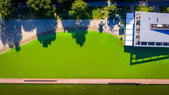Zwemplassen gifgroen door blauwalgen, wat is er aan de hand? Home