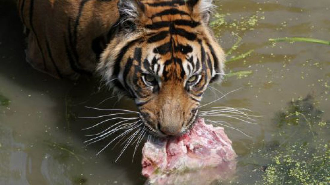 IJsjes voor dieren in Burgers' Zoo