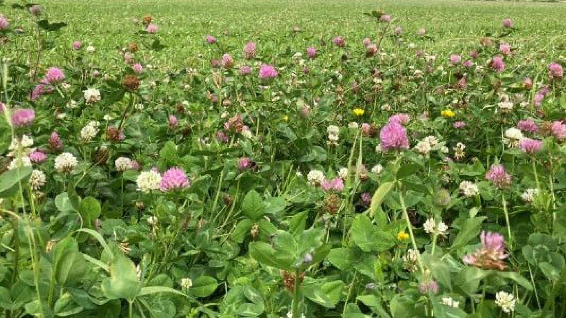 Productief kruidenrijk grasland met maximaal 70% grassen en minimaal 30% kruiden en klavers.