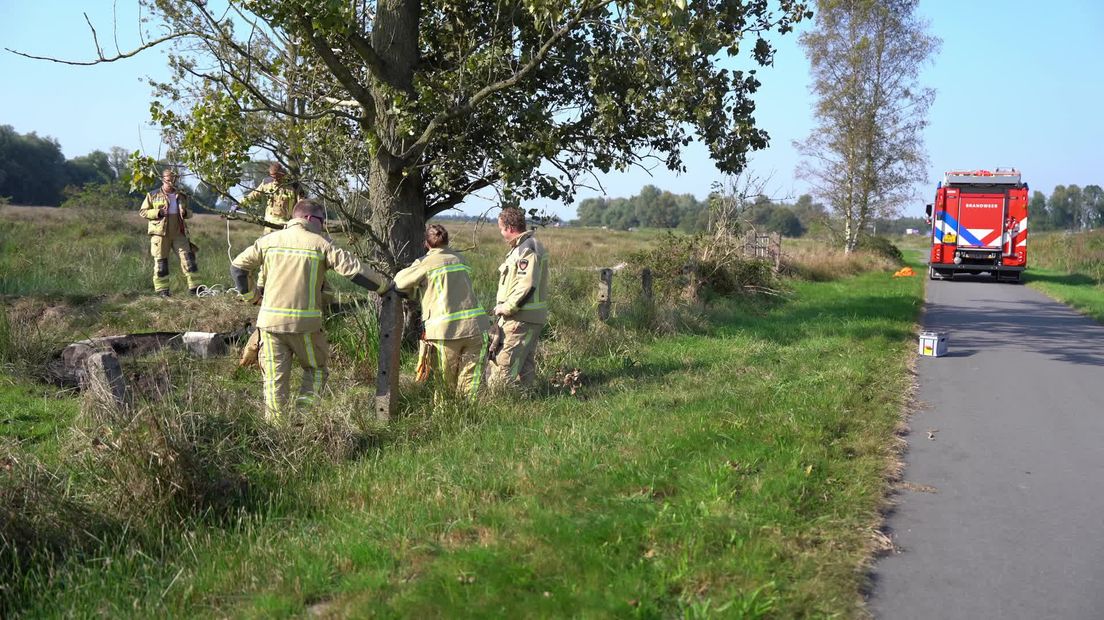 Brandweer uit Eelde redt koe uit modderige sloot