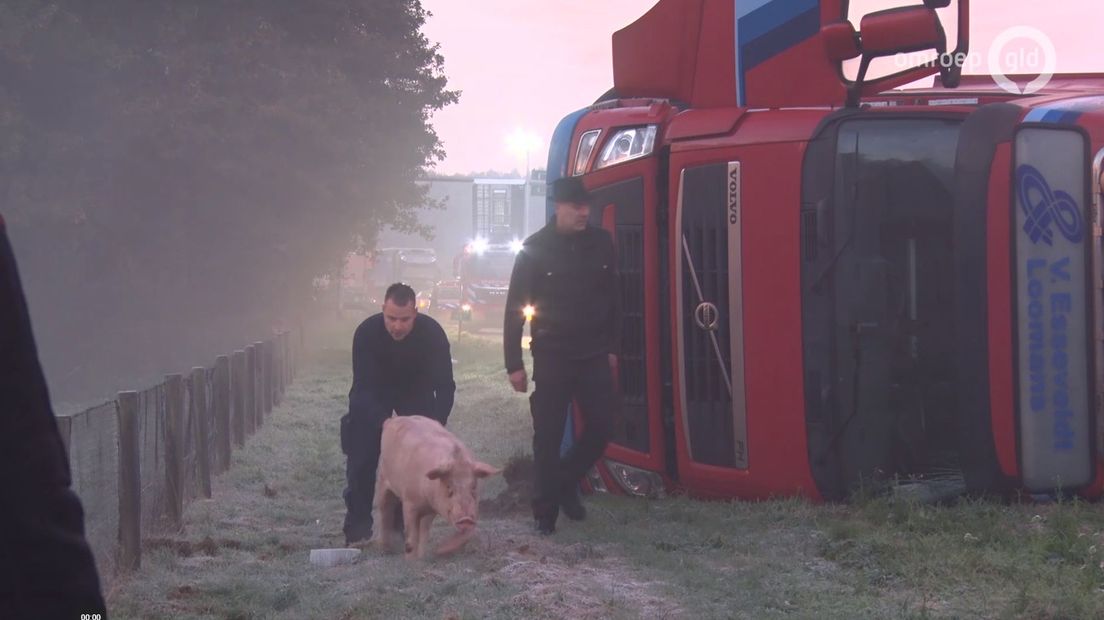 De A50 tussen de knooppunten Paalgraven en Ewijk is zaterdag lange tijd dicht geweest voor al het verkeer. Dat kwam door een gekantelde vrachtwagen, met daarin zo'n 175 varkens. Veertig daarvan overleefden het niet, zo meldt de politie.