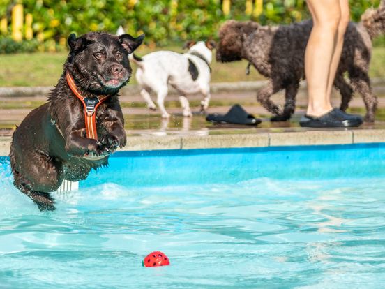 In Beeld: honden nemen voor even het zwembad in Zorgvlied over