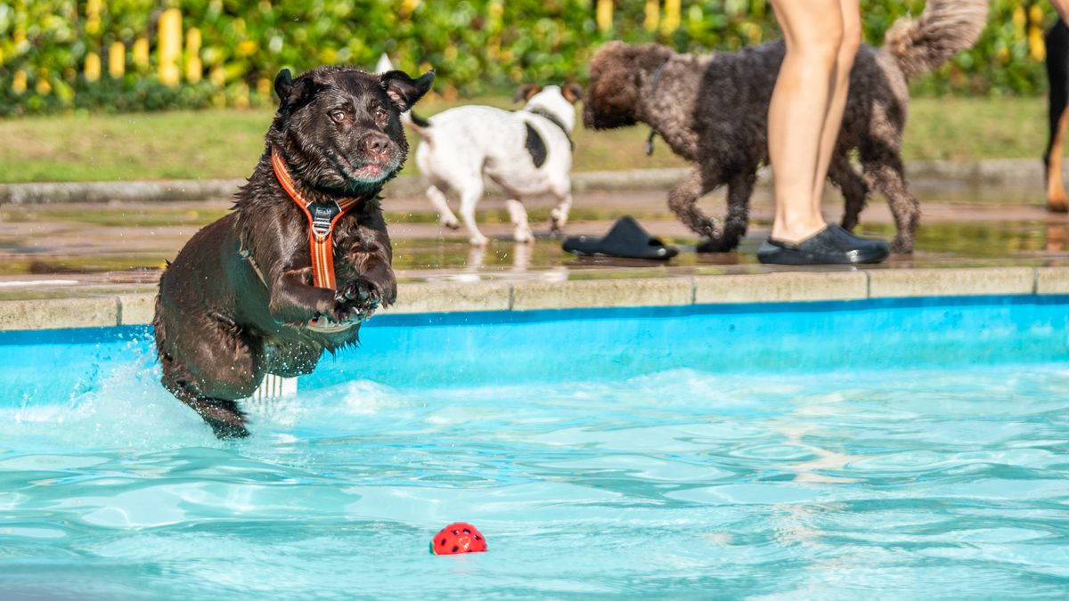 In Beeld: honden nemen voor even het zwembad in Zorgvlied over