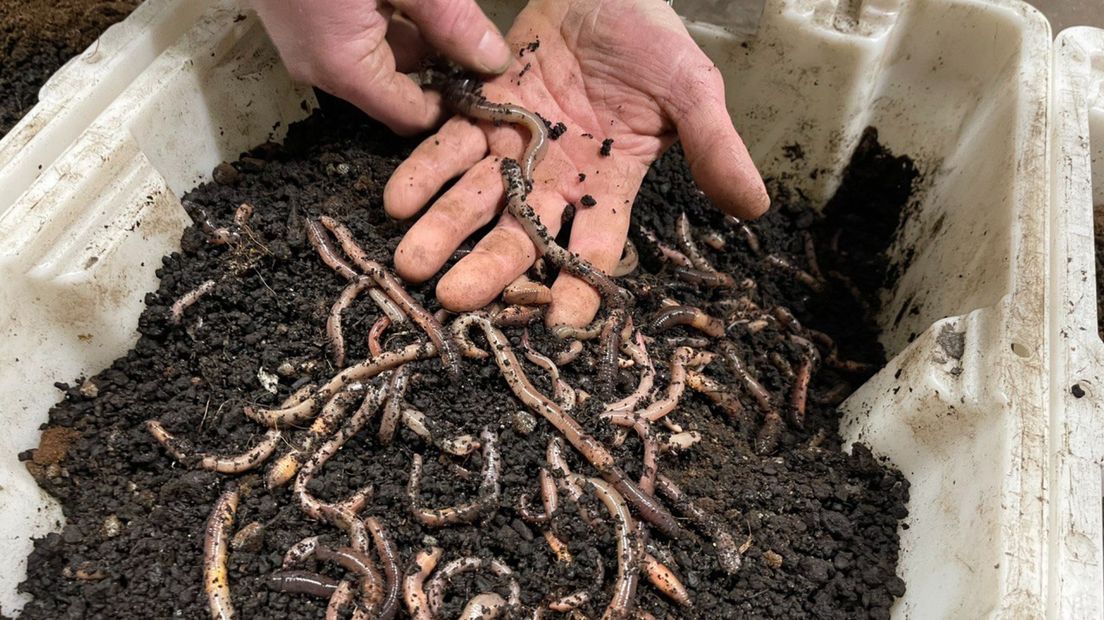 Door WormsSystems gekweekte wormen