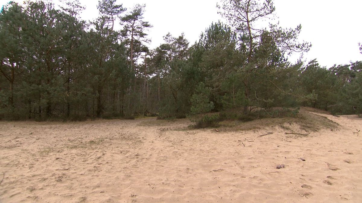 Een wandelroute door de duinen, maar dan in hartje Drenthe