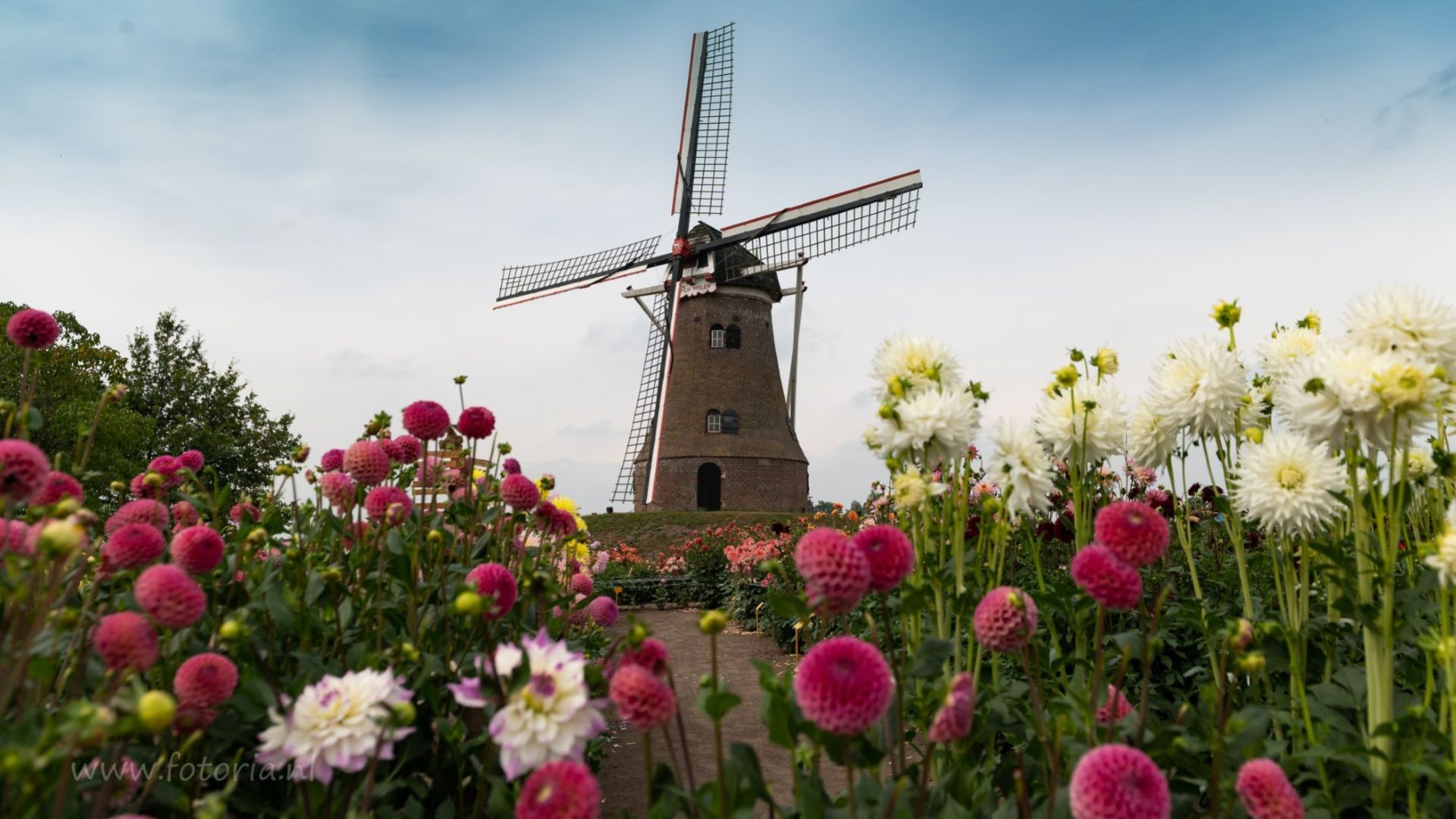Indrukwekkende bloemenpracht in Rekken: Dahliatuin opent weer de poorten.