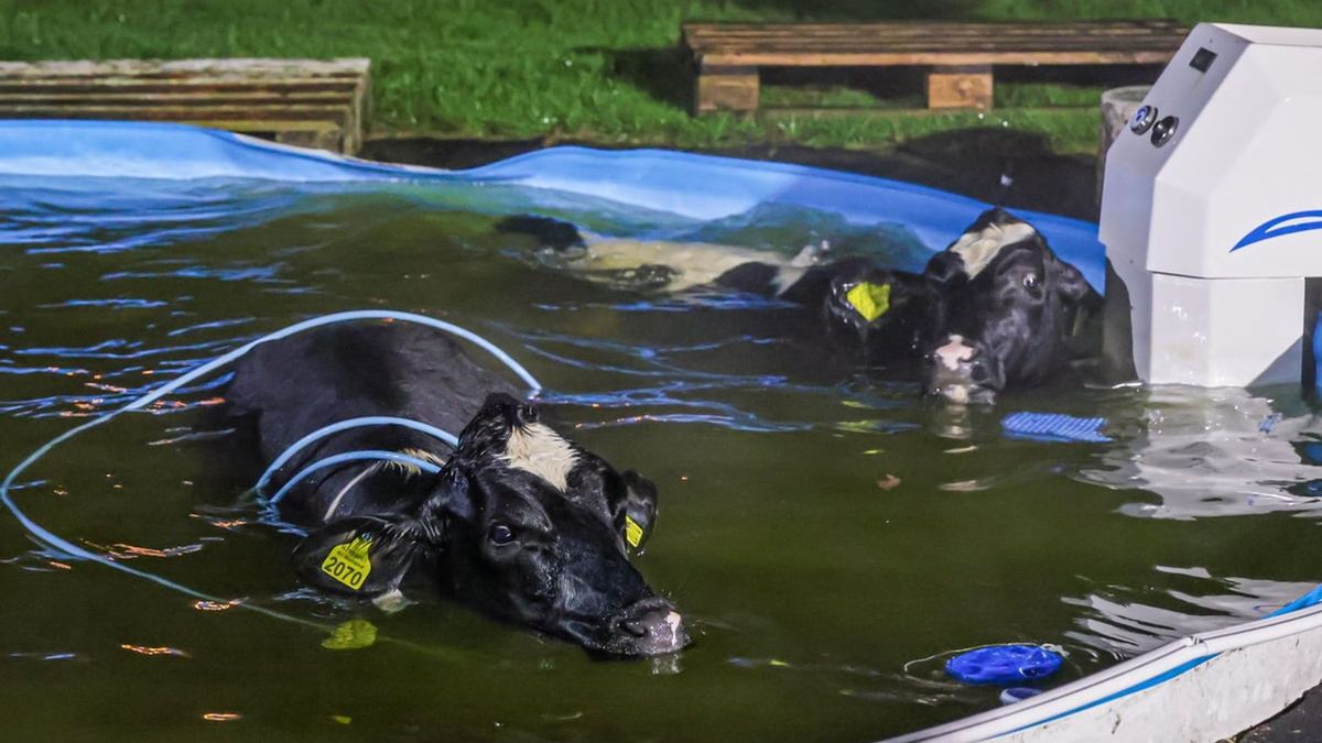Ontsnapte koeien springen in zwembad achter woning in Punthorst
