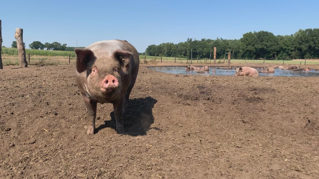 Modderpoel voor biologische varkens in Hellendoorn