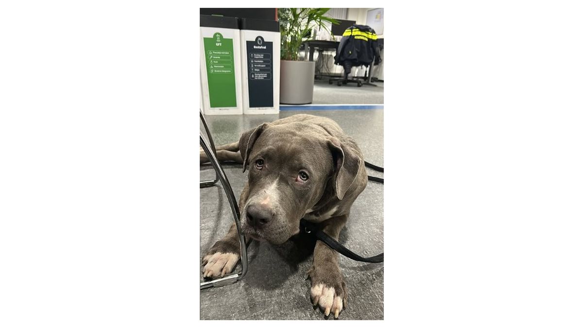 Politie vindt hond bij tankstation langs A12 bij Harmelen en zoekt eigenaar