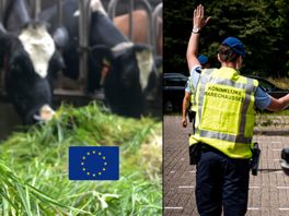 Utrecht stemt anders dan andere provincies: geen grenscontroles, wel strengere regels voor boeren