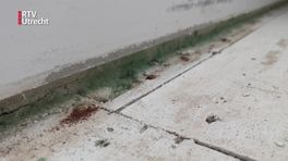 Door verrotte vloer gezakt: bewoners 'schimmelstraat' klaar met ernstige vochtproblemen