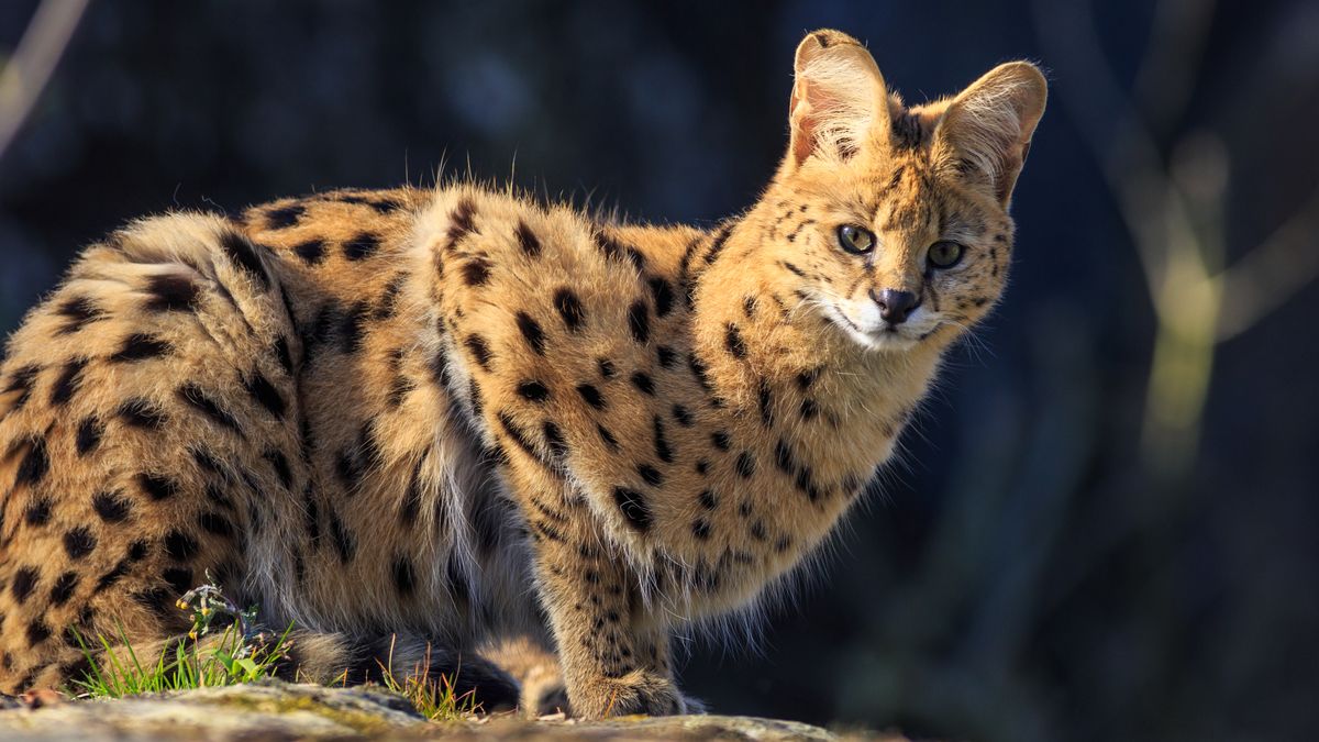 Drones en vallen ingezet om ontsnapte serval te vinden in Landgraaf