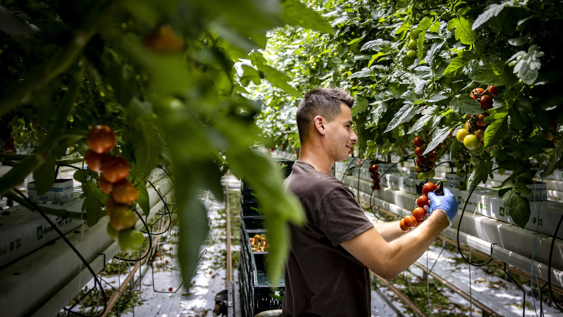Een medewerker plukt tomaten in een kas van een tuinbouwbedrijf.