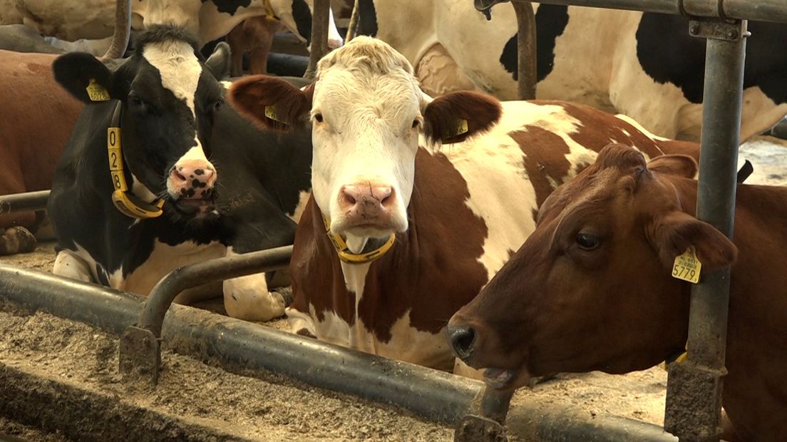 Deze koeien produceren biogas.