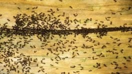 Krijt, kaneel of koper: dit zijn jullie tips tegen mieren