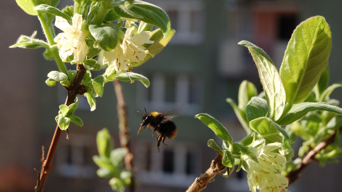 Ook in stedelijke gebieden vinden de bijen het goed vertoeven