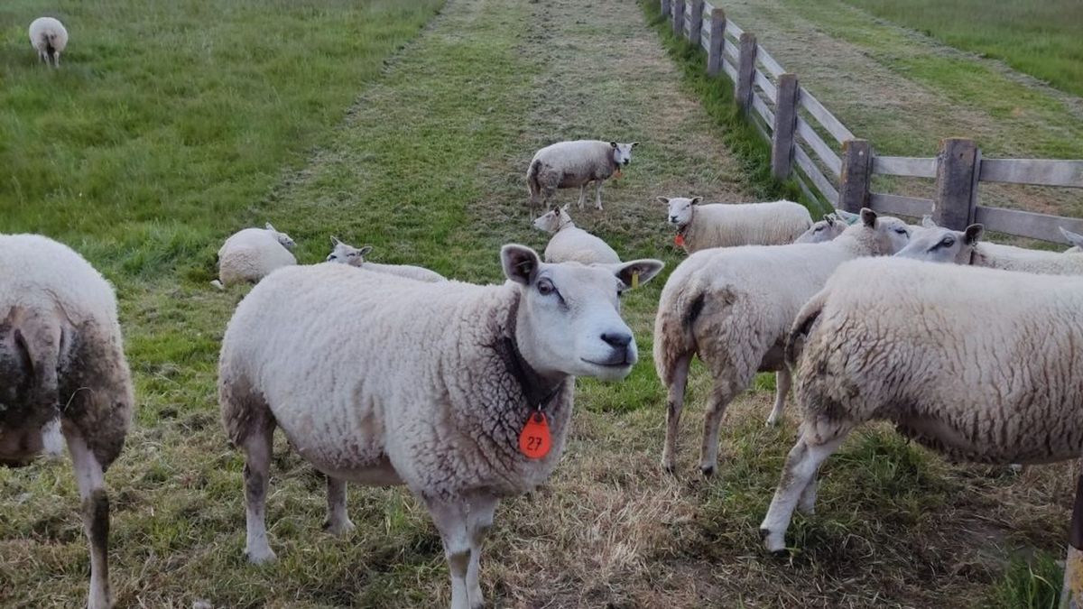 Schapen doodgereden op zeedijk Pietersbierum, politie waarschuwt