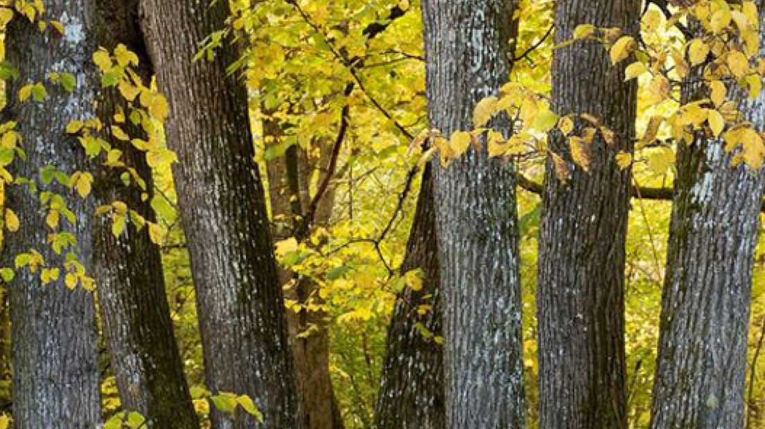 Gelderland: meer bomen, meer bos