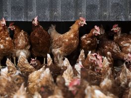 Vaccinatieplicht voor kippen, maar Drentse boeren doen al veel