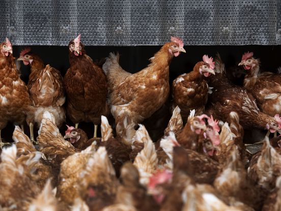 Vaccinatieplicht voor kippen, maar Drentse boeren doen al veel