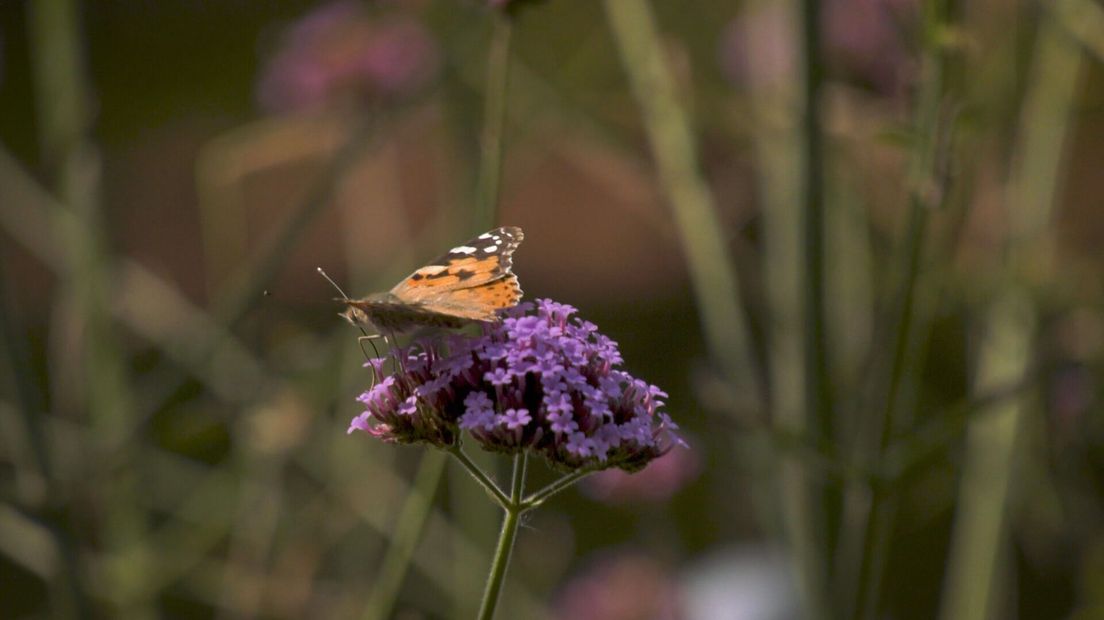 Natuurtuin van Johnny en Inge Snip is paradijs voor insecten