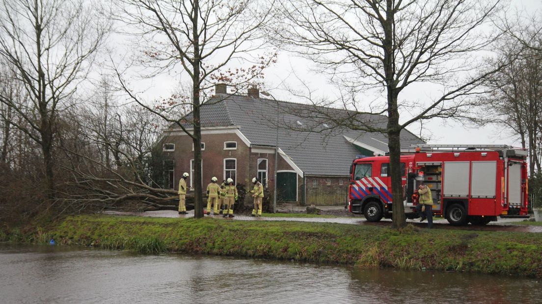 Omgewaaide boom aan de Vaart ZZ in Nieuw-Amsterdam (Rechten: Van Oost Media)