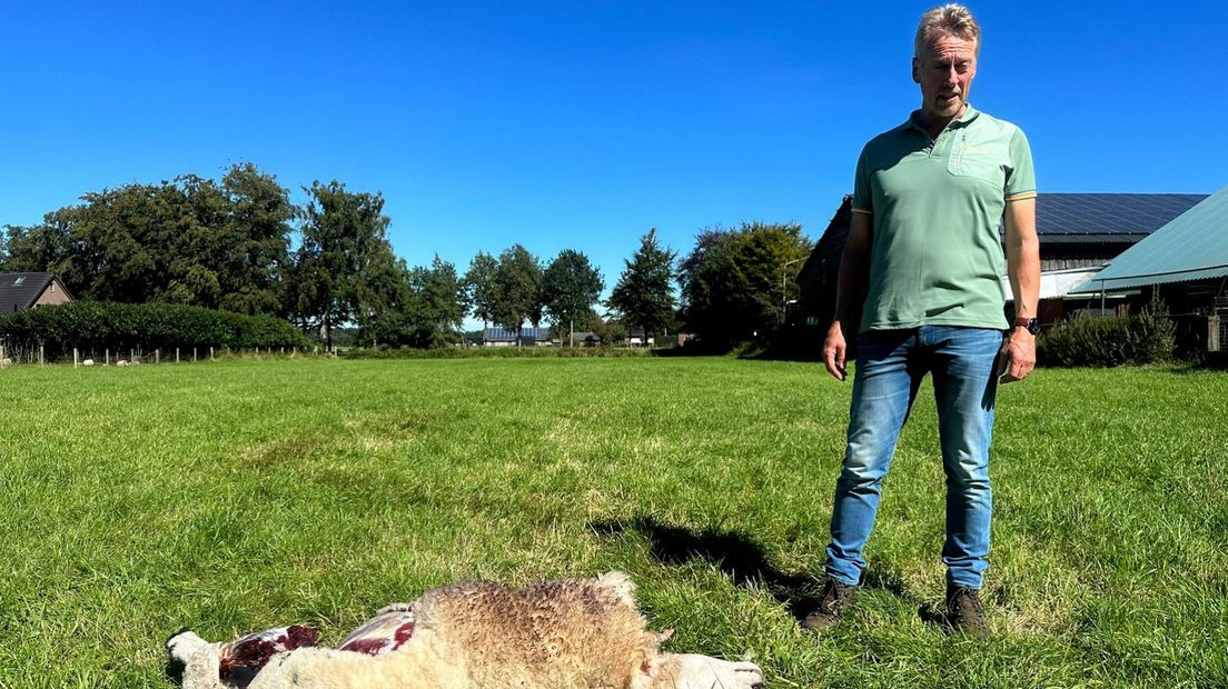 Taxateur Wim van Werven bij dood schaap