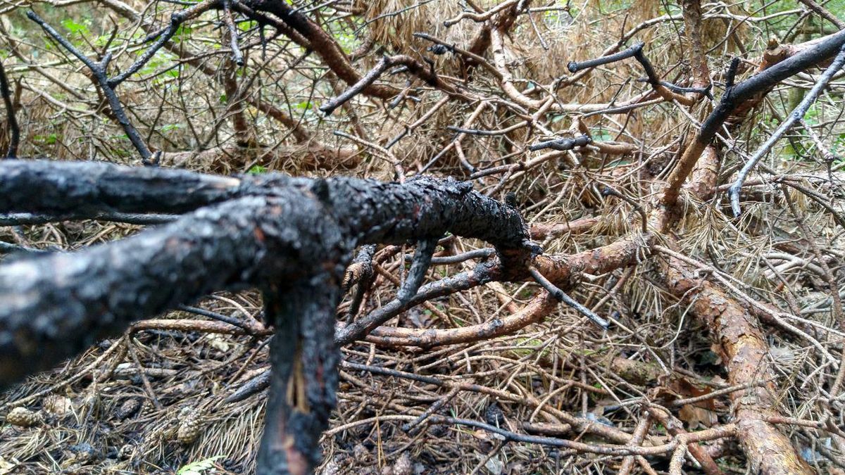 'Wie haalt het in zijn hoofd om brand te stichten in het bos?'