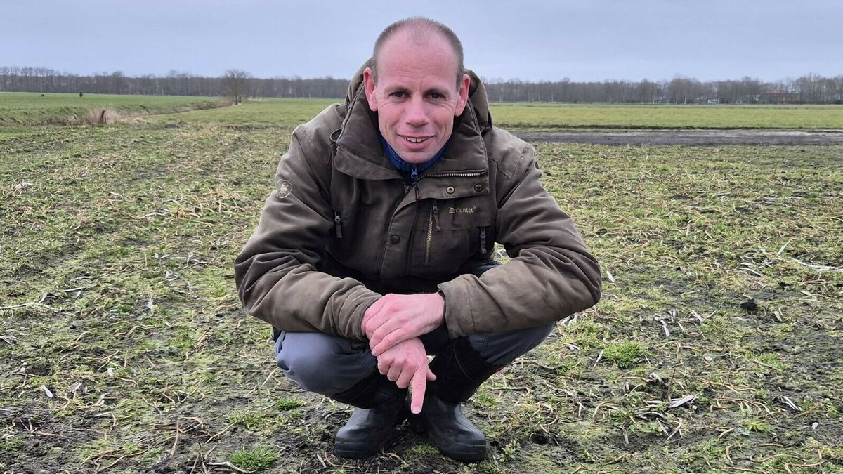 Terschelling eerste Friese gemeente met eerste kievitsei