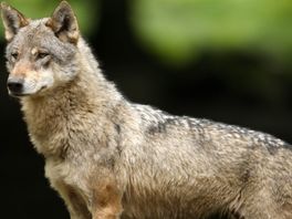 Wolf liet zich afgelopen maanden af en toe zien in Overijssel, sinds half november geen meldingen van aanvallen