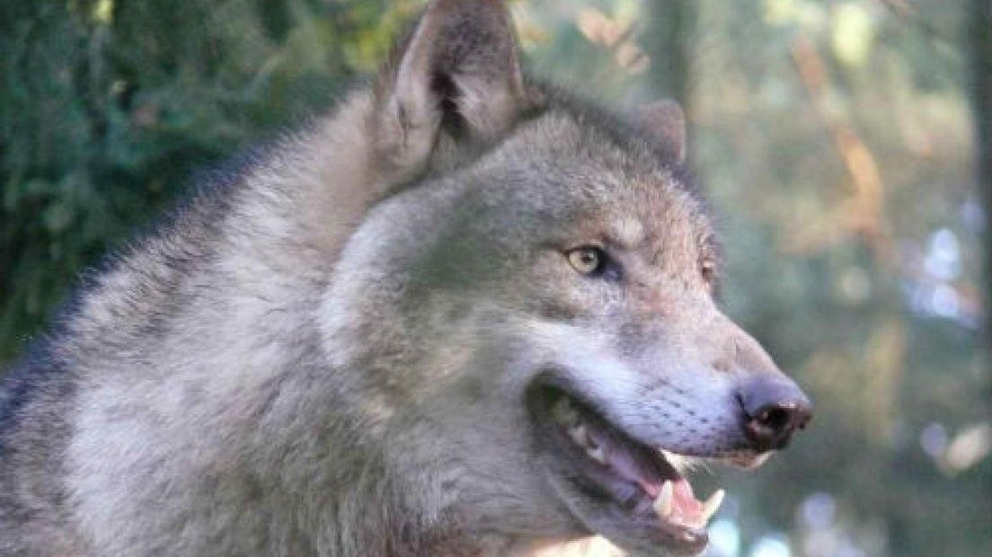 Wolf is beschermd en krijgt alle kans in Gelderland