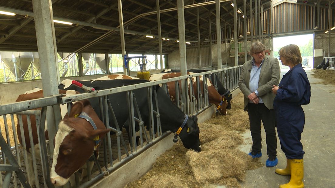 "Oudere en slimmere koeien staan bovenaan in de rangorde"