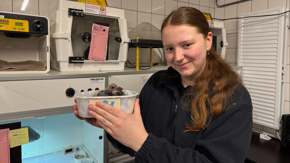 Vogelopvang zit vol stadsduiven: 'Wij moeten hen helpen aan een woning'