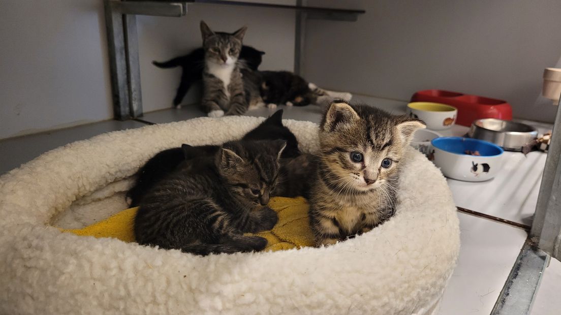 Kittens en moederpoes van Pieter Lastmanstraat | Foto van Dierenambulance Den Haag