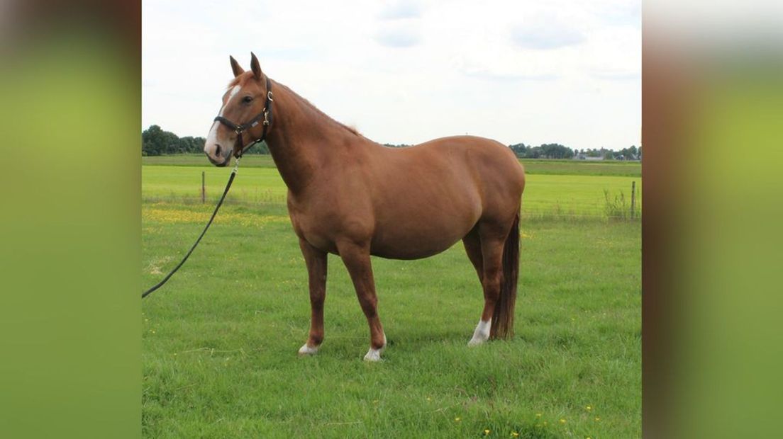 Merrie Fanny van Annelies. Het ras is 'Groninger Paard.'