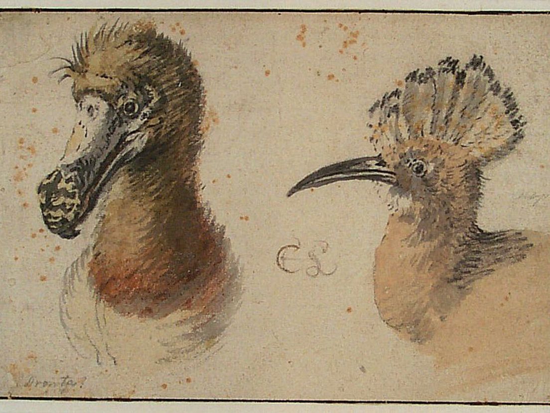 'De koppen van een Dodo en een Hop', Cornelis Saftleven  Collectie: Museum Boijmans Van Beuningen