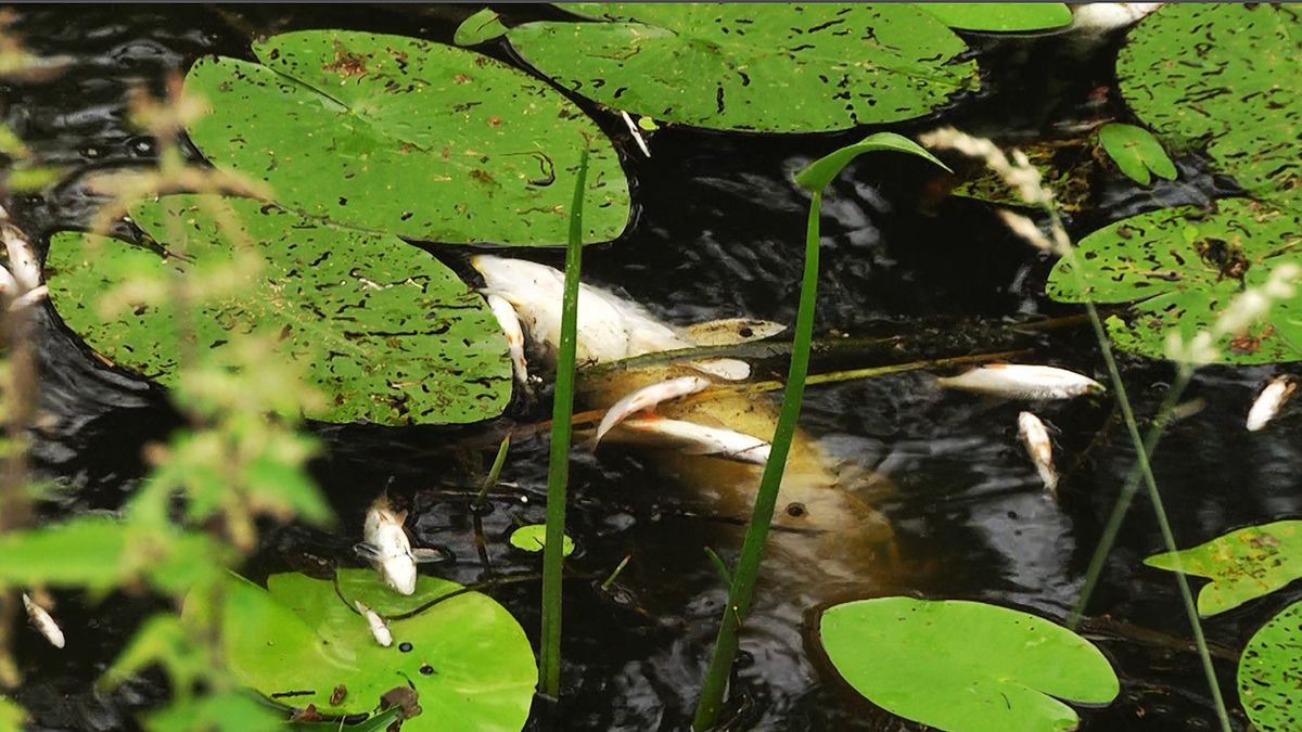 Honderden vissen dood na stortbuien in Drouwenermond