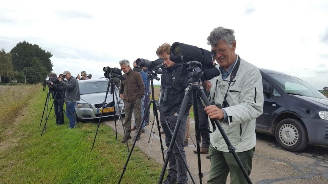 Keizerarend gespot