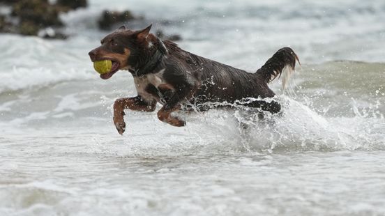 Vlooienmiddelen en vergunningen: provincie neemt extra maatregelen om waterkwaliteit op peil te brengen