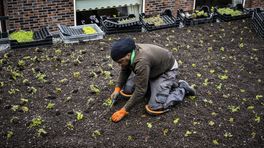 Groningen wil inwoners verplichten regenwater op te vangen in de tuin: 'Waar stopt dit?'