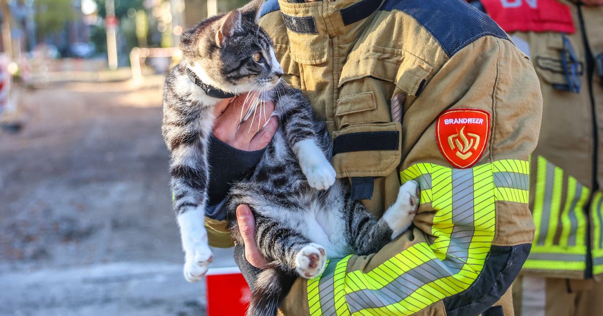 Minder treinen tussen Leeuwarden en Buitenpost | Brandweer zoekt in riool naar vermiste kat Paco