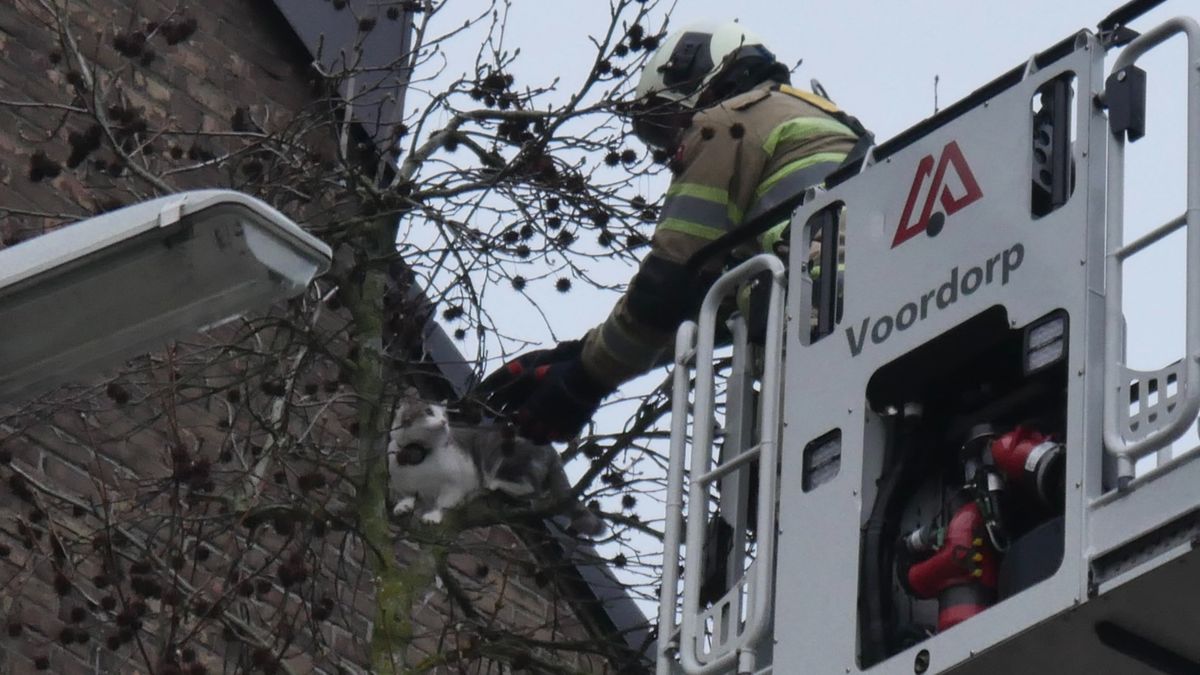 Vermiste kat gered uit boom in Utrecht