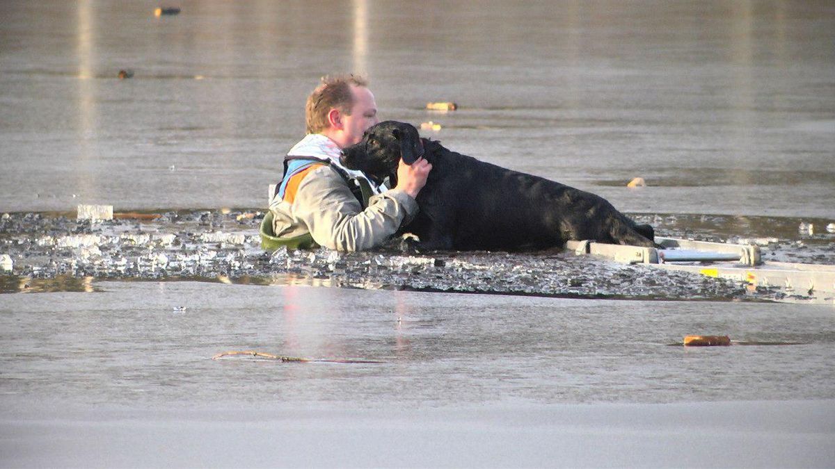Hond zakt door het ijs in natuurgebied bij Zeegse