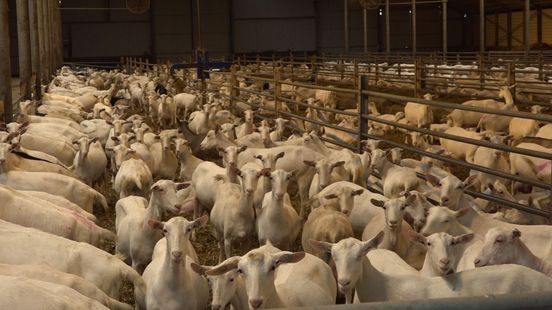 Woningen verder van geiten, maar kan dat wel in Gelderland?