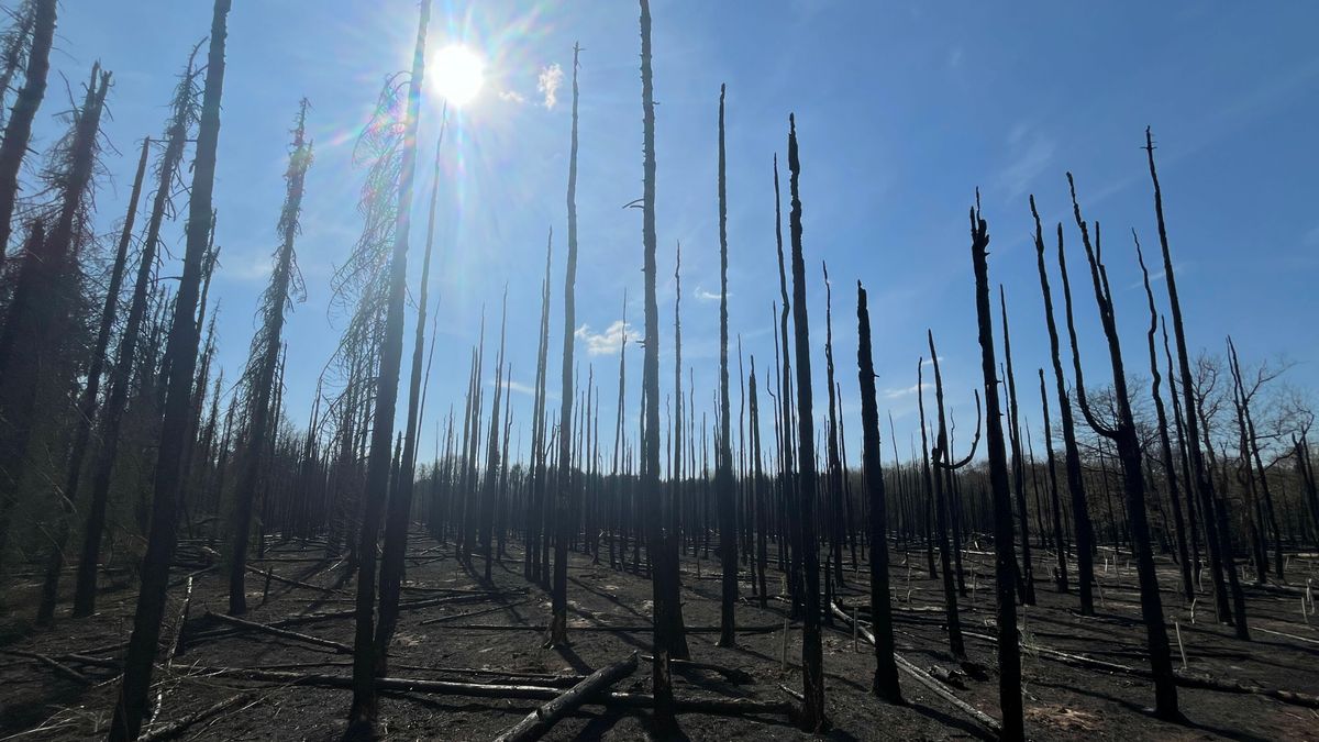 Schade na bosbrand Clinge nog altijd zichtbaar, maar waterwinning gaat door