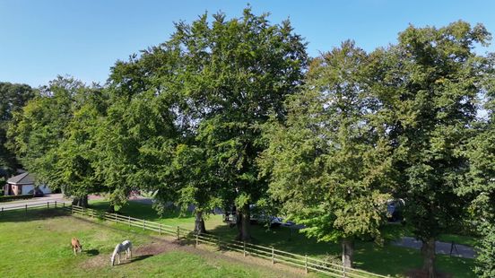 APK voor Drentse bomen in het bejaardentehuis