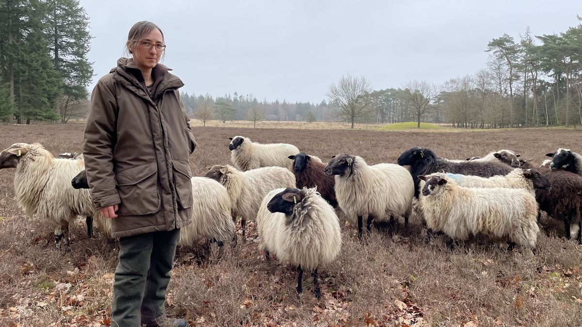 Schaapherders draaien overuren door wolf: 'Nog nooit zo druk gehad'
